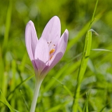 Ocún jesenní (Colchicum autumnale)