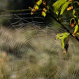 Pavučina X