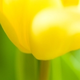 Tulipány - jaro