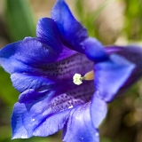 Hořec (Gentiana)