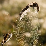 Pavučina II