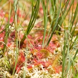 Rosnatka okrouhlolistá (Drosera rotundifolia)
