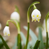 Bledule jarní (Leucojum vernum) VI