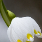 Bledule jarní (Leucojum vernum) V