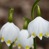 Bledule jarní (Leucojum vernum) IV