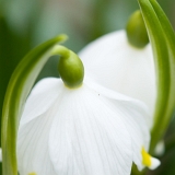 Bledule jarní (Leucojum vernum) I