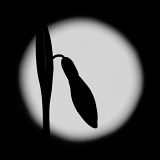 Sněženka podsněžník a měsíc (Galanthus nivalis et Luna) I