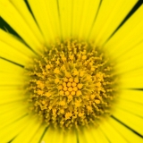Flavus I