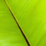 Viridis IV