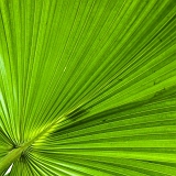 Viridis III
