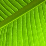 Viridis I