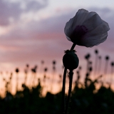 Máky