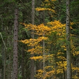 Jiný