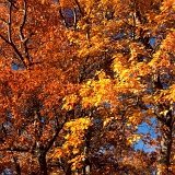 Červený a oranžový