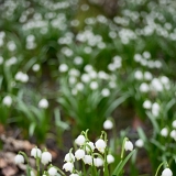 Bledule jarní (Leucojum vernum) III