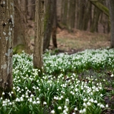 Bledule jarní (Leucojum vernum) II