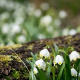 Bledule jarní (Leucojum vernum) I