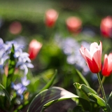 Tulipány pod Špilberkem