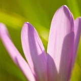 Ocún jesenní (Colchicum autumnale)
