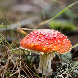 Muchomůrka červená (15. 9. 2017)