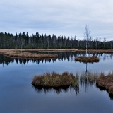 Ponuré ráno na Chalupské slati