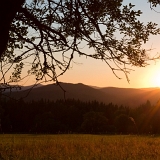 Šumava u Českých Žlebů I (2018)