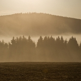Šumava u Nových Hutí II (2019)