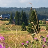 Šumavská květena (2020)