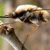 Dlouhososka velká (Bombylius major)