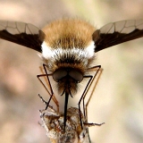 Dlouhososka velká (Bombylius major)