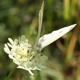 Bělásek zelný (Pieris brassiacae)