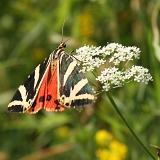 Přástevník kostivalový (Callimorpha quadripunctari)