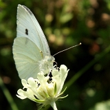 Bělásek zelný (Pieris brassiacae)