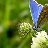 Modrásek jetelový (Polyommatus bellargus)