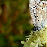 Modrásek jetelový (Polyommatus bellargus)