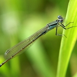 Šidélko kroužkované (Enallagma cyathigerum)