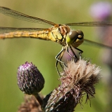 Vážka rudá (Sympetrum sanguineum) samička