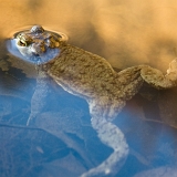Ropucha obecná (Bufo bufo)