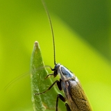Rusec laponský (Ectobius lapponicus)