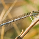 Šidélko brvonohé (Platycnemis pennipes) samička