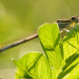 Šidélko brvonohé (Platycnemis pennipes) samička