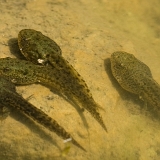 Pulci skokana zeleného