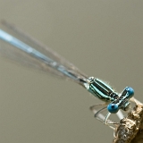 Šidélko brvonohé (Platycnemis pennipes) sameček