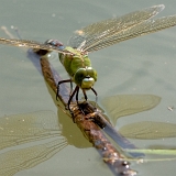 Šídlo královské (Anax imperator)
