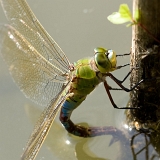 Šídlo královské (Anax imperator)