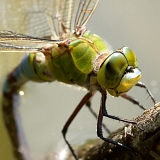 Šídlo královské (Anax imperator)