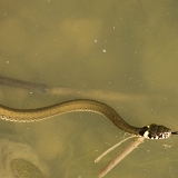 Užovka obojková (Natrix natrix)