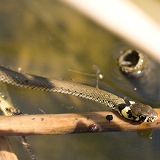 Užovka obojková (Natrix natrix)