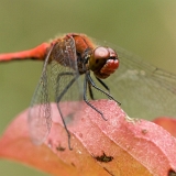 Vážka rudá (Sympetrum sanguineum) sameček