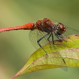 Vážka rudá (Sympetrum sanguineum) sameček